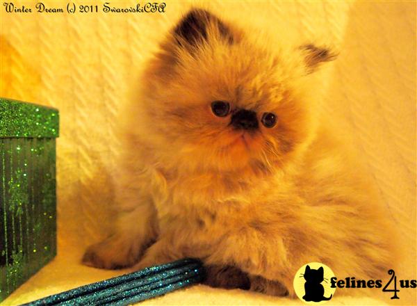 Himalayan Kittens in Florida