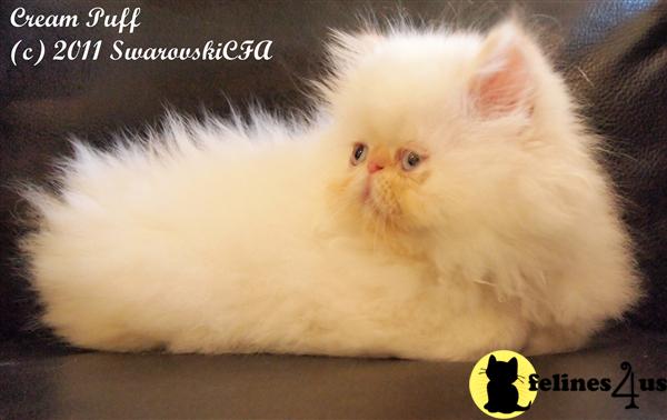 Himalayan Kittens in Florida