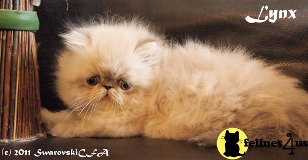 Himalayan Kittens in Florida