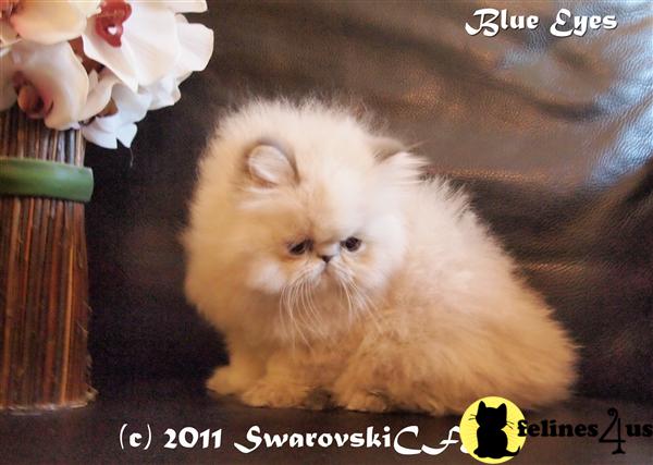 Himalayan Kittens in Florida