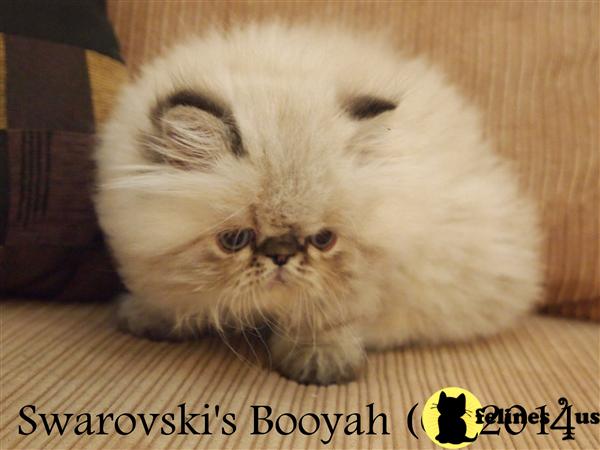Himalayan Kittens in Florida