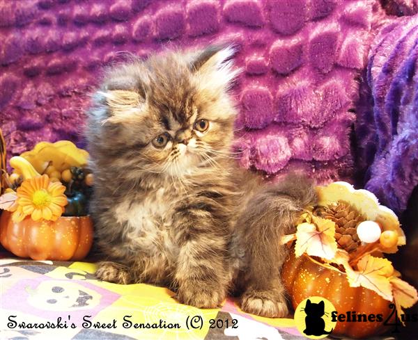 CFA Registered Male Silver Tabby CPC Persian Kitten