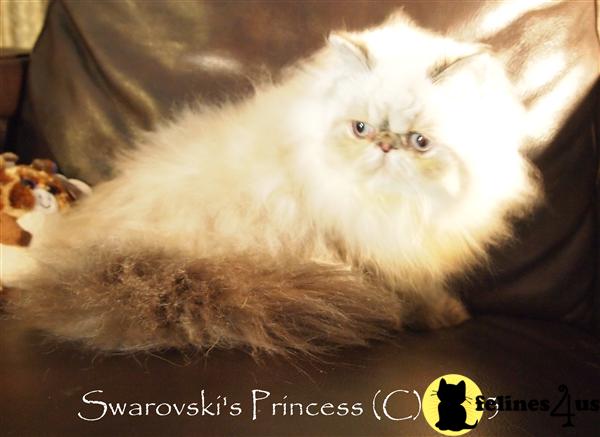 Himalayan Kittens