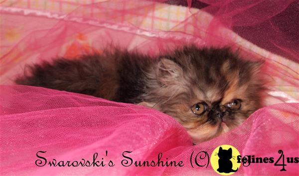 Kittens for Sale