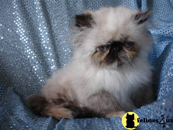 CFA registered show quality Tortie point fHimalayan emale