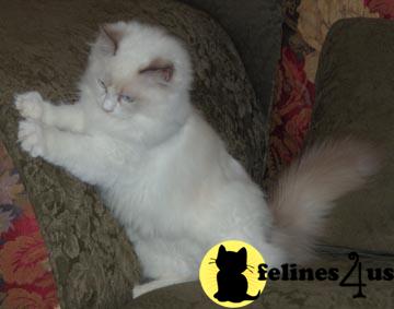 Kittens for Sale in California