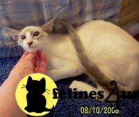 Balinese and Siamese kittens