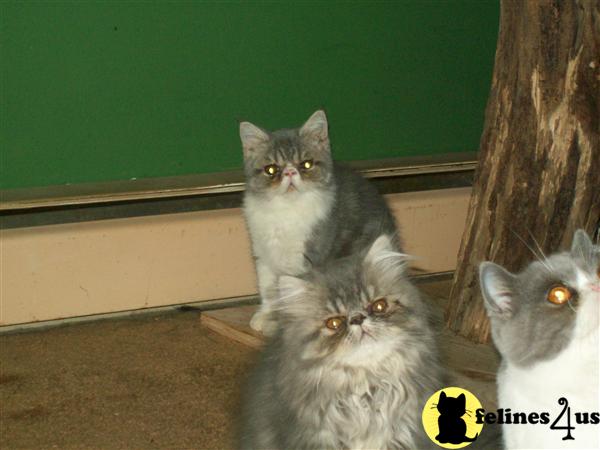 Exotic kittens available