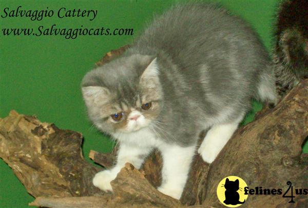 Blue and white classic tabby male 