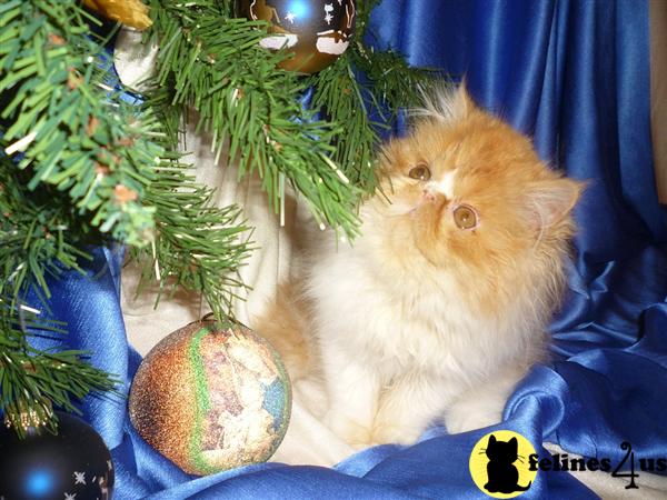 Kittens for Sale in North Carolina