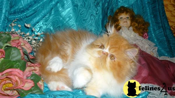 Kittens for Sale in North Carolina