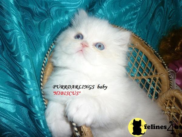 Kittens for Sale in North Carolina