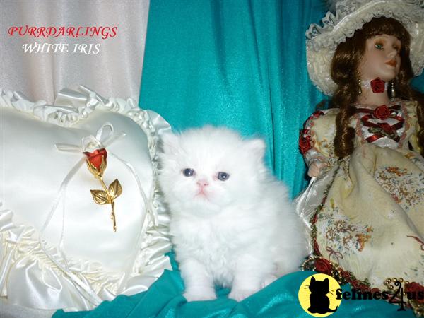 Himalayan Kittens