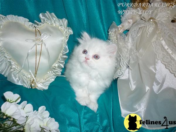 Himalayan Kittens