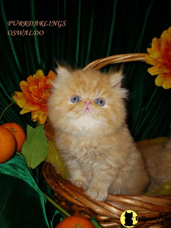 Kittens for Sale