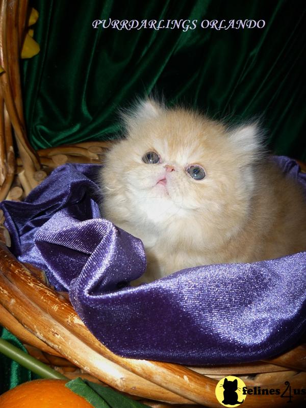 CFA GORGEOUS  RED TABBY  DOLL  GARFIELD
