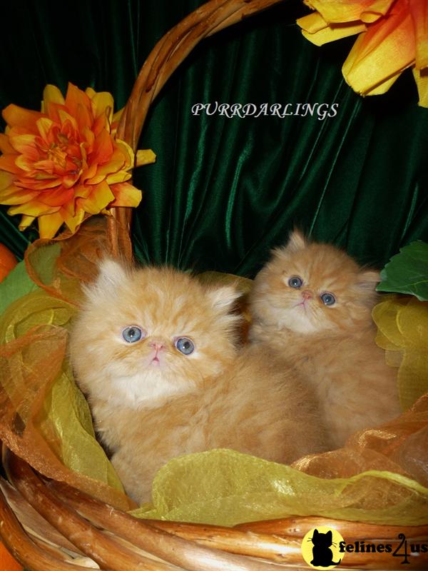 CFA  Red Tabby  kittens