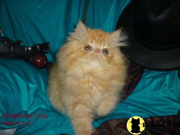 Kittens for Sale