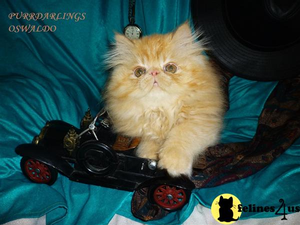 Kittens for Sale