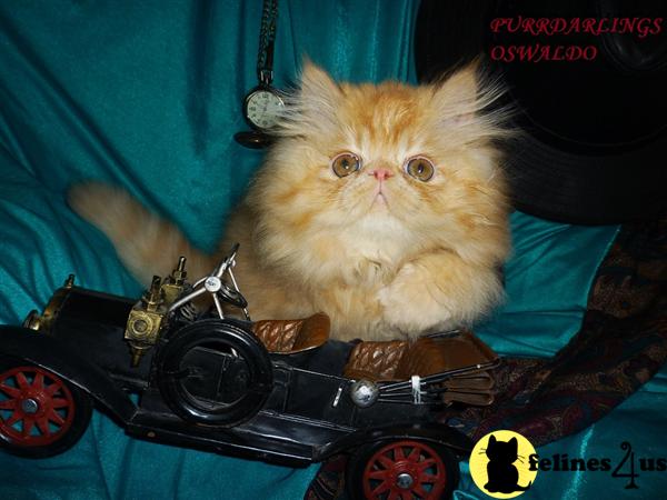 Kittens for Sale
