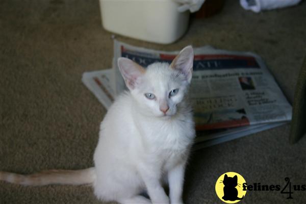 Siamese Kittens