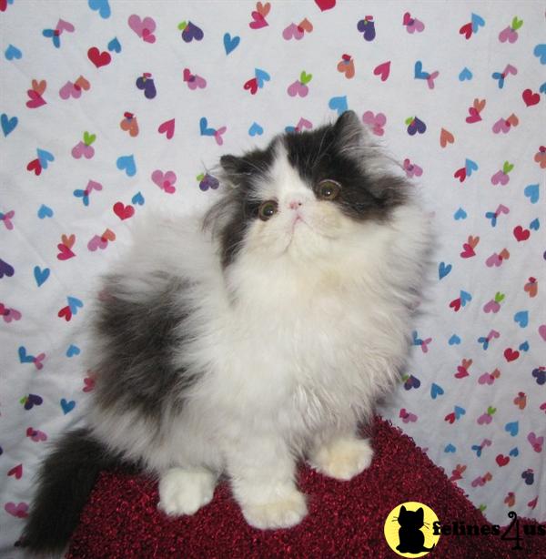 Kittens for Sale in California