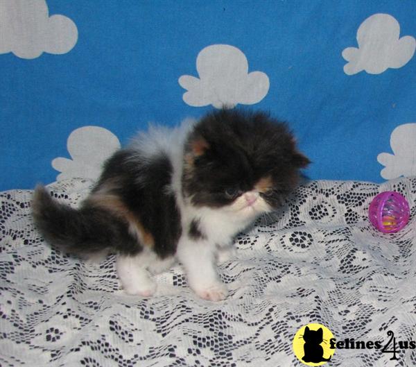 Kittens for Sale in California