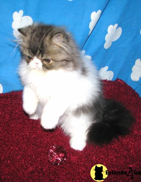 Kittens for Sale in California