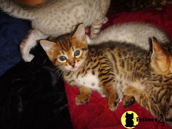 Kittens for Sale in Florida