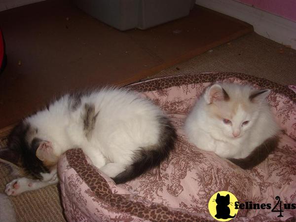 Kittens for Sale in Florida