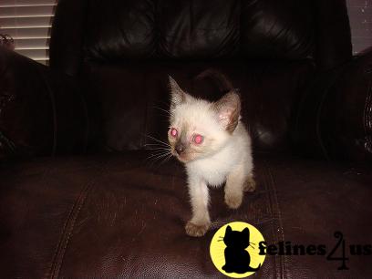 Siamese Kittens