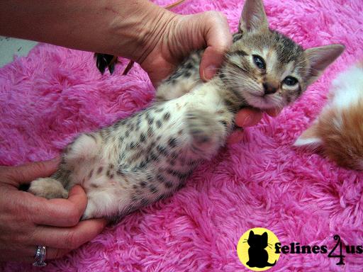 Bengal Kittens