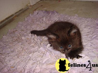Siberian Kittens