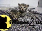 Bengal Kittens