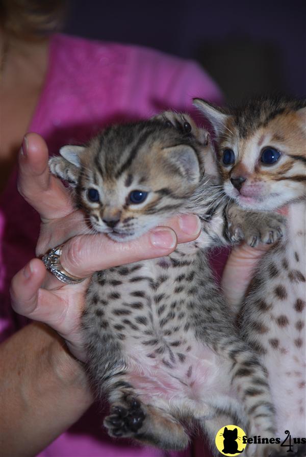 Silver Bengal kittens