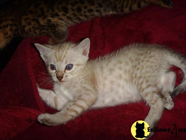 Bengal Kittens in Florida