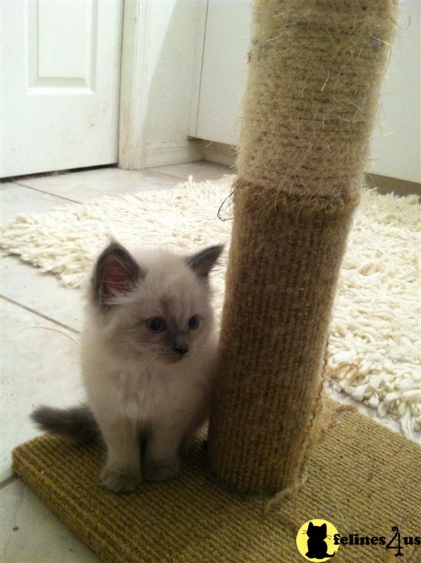 Florida, Siberian kittens