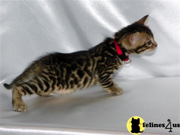 Bengal Kittens in Michigan