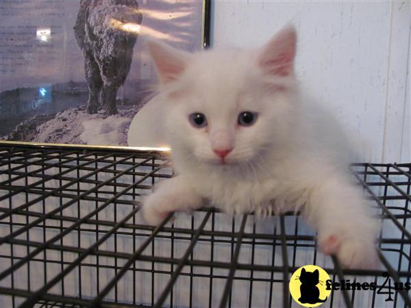 Ragdoll Kittens