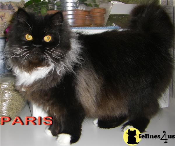 Kittens for Sale in North Carolina