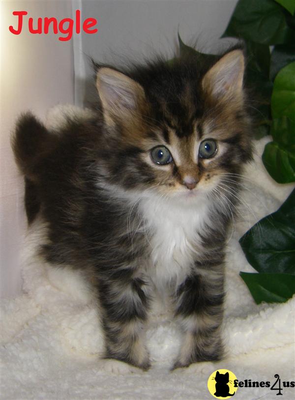 NC USA, Maine Coon Kittens