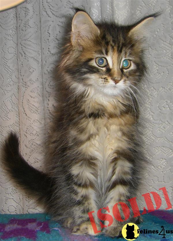 wonderful  female maine coon ktten