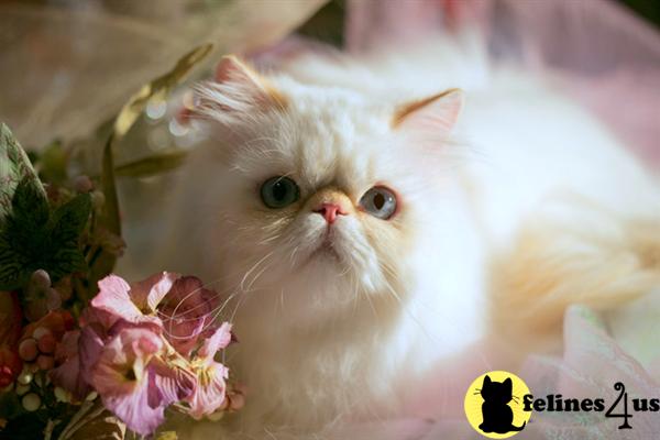 Kittens for Sale in Florida