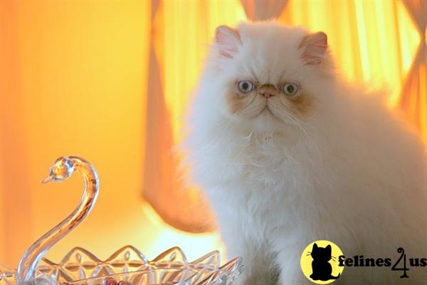 Kittens for Sale in Florida