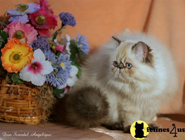 Kittens for Sale in Florida