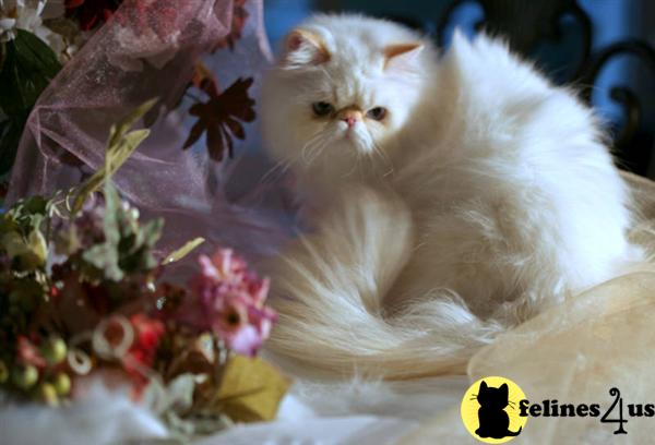 Cats for Sale