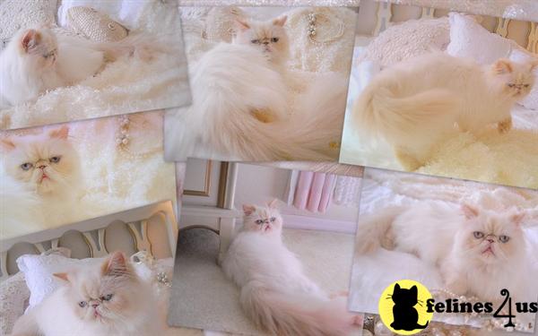 Cats for Sale