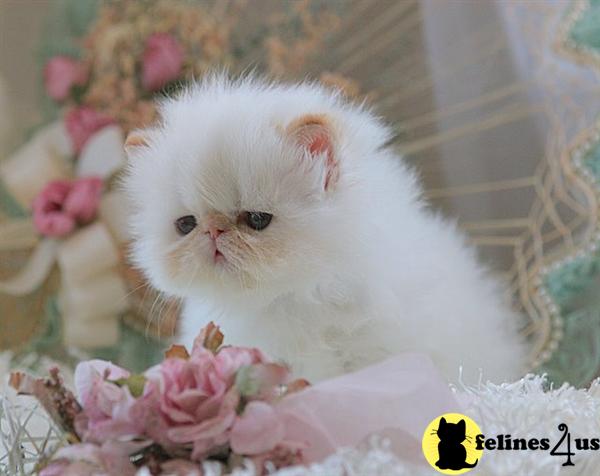 Himalayan Kittens