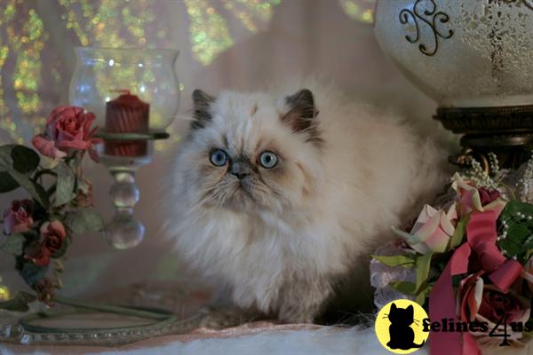 Himalayan Kittens