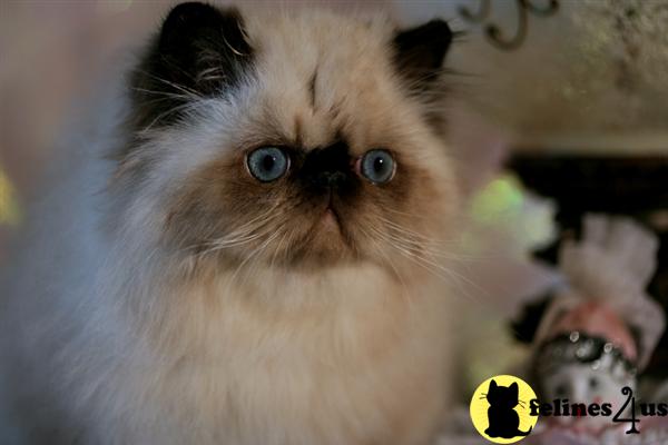 Himalayan Kittens